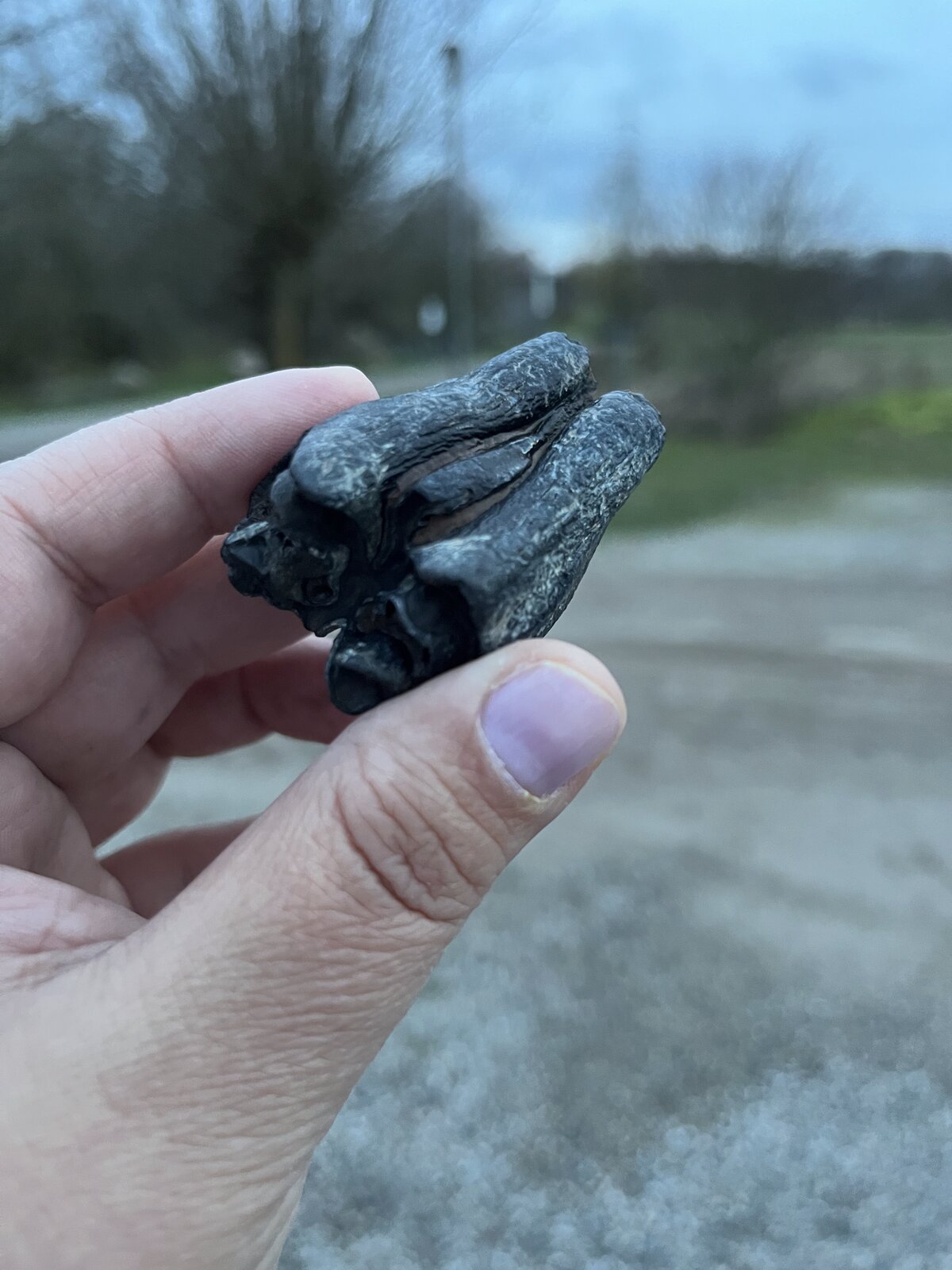 The mammoth tooth, held between thumb and fingers